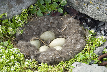 Eider duck eggs in nest made of eider down, Vigur Island, Isafjordur, Iceland, Polar Regions