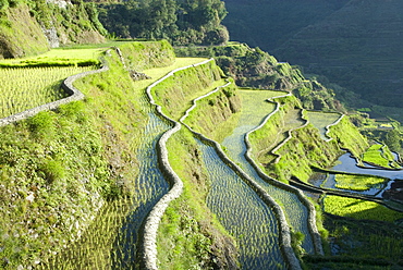 Banaue mud-walled rice terraces of Ifugao culture, UNESCO World Heritage Site, Cordillera, Luzon, Philippines, Southeast Asia, Asia