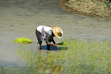 Transplanting rice on the mud-walled terraces, Banaue, Ifugao, Cordillera, Luzon, Philippines, Southeast Asia, Asia