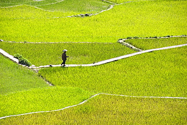 Villager walking across rice terraces typical of Ifugao culture, Aguid, near Sagada, Cordillera, Luzon, Philippines, Southeast Asia, Asia