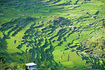 Rice terraces typical of Ifugao culture, Kapayaw, near Sagada, Cordillera, Luzon, Philippines, Southeast Asia, Asia