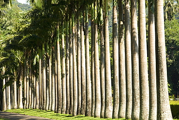 Peradeniya Botanic Gardens, Kandy, Hill Country, Sri Lanka, Asia