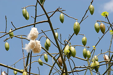 Kapok tree, with seed pods opening as they ripen, Bicol, southern Luzon, Philippines, Southeast Asia, Asia