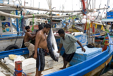 Fishing harbour, built with US Aid after the 2004 Asian tsunami, Purunawella, east of Galle, south coast of Sri Lanka, Asia