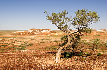 The Breakaways, Painted Desert, Coober Peedy, South Australia, Australia, Pacific