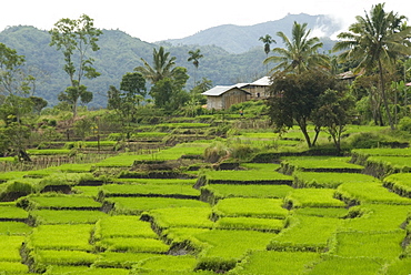 Waturaka valley, below Kelimutu volcano, Moni, eastern Flores, Nusa Tenggara, Indonesia, Southeast Asia, Asia