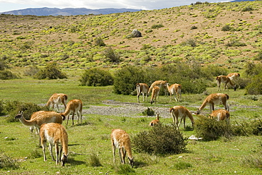 Guanacos, Torres del Paine National Park, Patagonia, Chile, South America