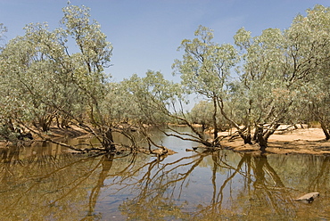 Billabong waterhole beside the Gibb River Road across The Kimberley, Western Australia, Australia, Pacific 