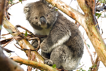 Koala in the wild, in a gum tree at Cape Otway, Great Ocean Road, Victoria, Australia