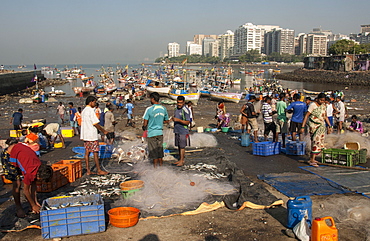 Colaba fishing fleet lands its catch in Back Bay, southern end of Mumbai city, Maharashtra, India, Asia