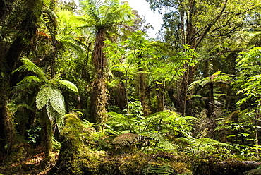 Tree ferns in Glow Worm Dell (Miniehaha), Fox Glacier village, Westland, South Island, New Zealand, Pacific