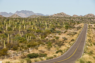 Cardon cacti by main road down Baja California, near Loreto, Mexico, North America