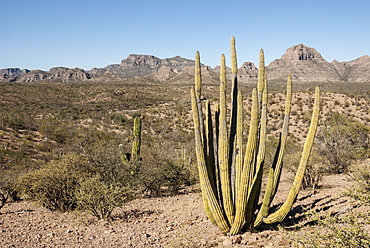 Cardon cactus, near Loreto, Baja California, Mexico, North America