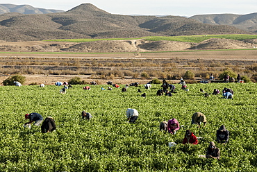 Picking beans, El Rosario, Baja California, Mexico, North America