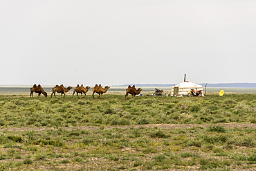 Nomadic herders' ger camp in Gobi Desert, Mongolia, Asia