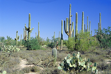 Saguaro organ pipe cactus and prickly pear cactus, Saguaro National Monument, Tucson, Arizona, USA, North America