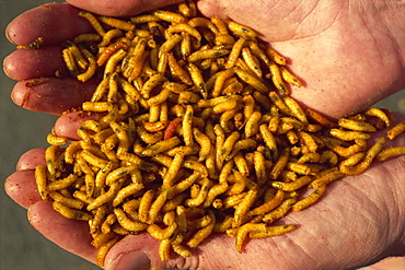 Maggots for fishing bait, bred on maggot farm, dyed yellow by dye added to offal feed, Nottingham, Nottinghamshire, England, United Kingdom, Europe