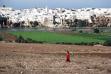 Fields near Essaouira, Morocco, North Africa, Africa