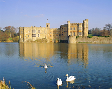 Swans in front of Leeds Castle, Kent, England