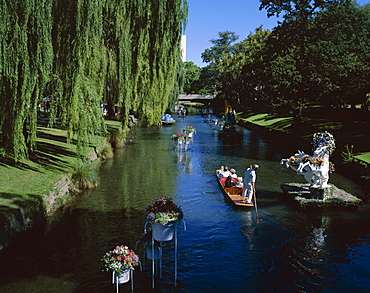 Punting on River Avon, Christchurch, Canterbury, South Island, New Zealand, Pacific