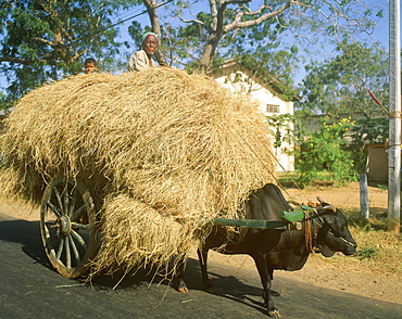 Loaded ox cart, Sri Lanka, Asia