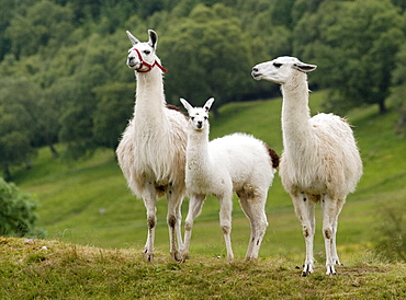 Llama family