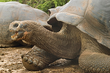 Giant tortoise, Darwin Research Station, Santa Cruz island, Galapagos, Ecuador, South America