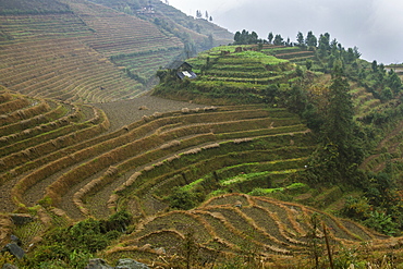 Rice terraces, Longji, Guangxi, China, Asia