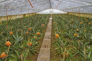 Arruda Pineapple Plantation, Ponta Delgada, Sao Miguel, Azores, Portugal, Europe