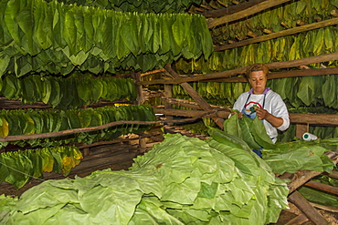 Tobacco drying shed, Pinar del Rio, Cuba, West Indies, Caribbean, Central America