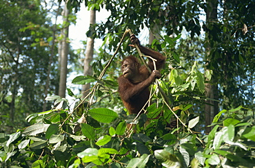 Orangutan, Sepilok Orangutan Rehabilitation Center, Sabah, Malaysia, Borneo, Southeast Asia, Asia