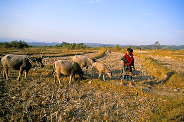 Yao lady leading cows, Pom Dom Than Yao village, Maung Sing, Laos, Indochina, Southeast Asia, Asia