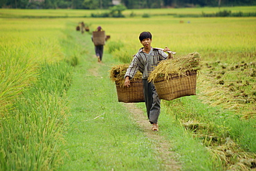 Man carrying wicker baskets full of rice through fields at Mai Chau in Vietnam, Indochina, Southeast Asia, Asia