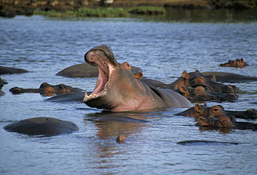 Hippos, Chobe National Park, Botswana, Africa