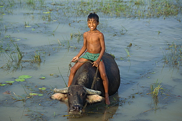 Portrait of a smiling boy riding on a water buffalo in water in Vietnam, Indochina, Southeast Asia, Asia