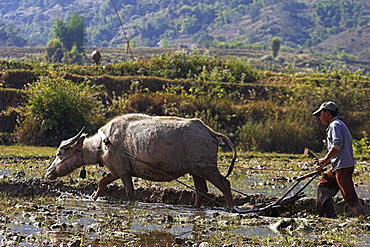 Man ploughing field with water buffalo near Wan Sai village (Aku tribe), Kengtung (Kyaing Tong), Shan State, Myanmar (Burma), Asia