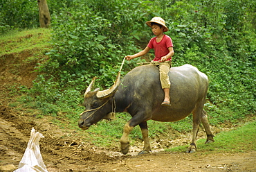 Small boy riding a water buffalo at Mai Chau, Vietnam, Indochina, Southeast Asia, Asia