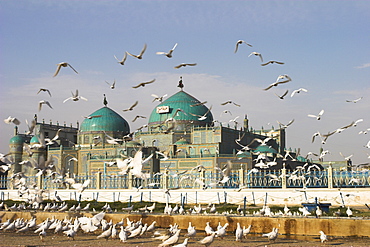 The famous white pigeons, Shrine of Hazrat Ali, Mazar-I-Sharif, Balkh province, Afghanistan, Asia