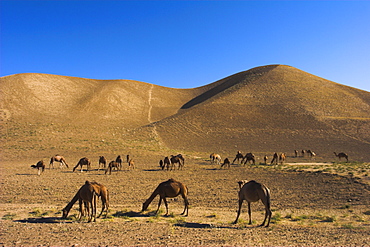 Camels, between Herat and Maimana (after Bala Murghah), Afghanistan, Asia