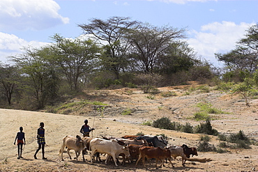 Hamer men with cattle,Turmi, Lower Omo valley, Ethiopia, Africa