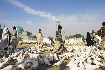 Street boy walks amongst the famous white pigeons, Shrine of Hazrat Ali, Mazar-I-Sharif, Afghanistan, Asia