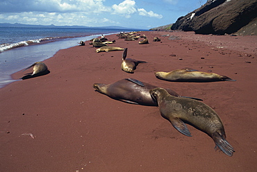 Sea lions, Rabida Island, Galapagos Islands, UNESCO World Heritage Site, Ecuador, South America