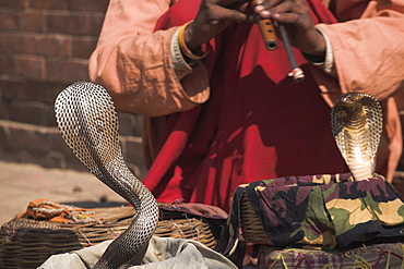 Snake charmer, Patan, Bagmati, Nepal, Asia