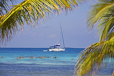 Pelicans in front of catamaran, Laughing Bird Caye National Park, UNESCO World Heritage Site, Belize, Central America