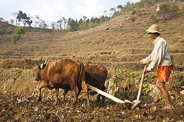 Farmer ploughing field with oxen, Royal trek, Pokhara, Nepal, Asia