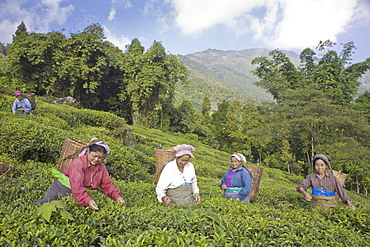 Women tea picking, Goomtee Tea Estate, Kurseong, West Bengal, India, Asia