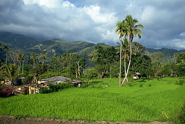 Rice paddies in a rural landscape at Moni, Flores, Indonesia, Southeast Asia, Asia