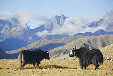 Yaks near Nyalam, Tibet, China, Asia