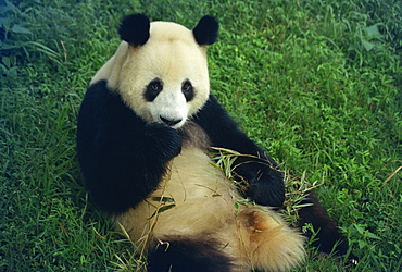 Giant panda, Sichuan Province, China, Asia