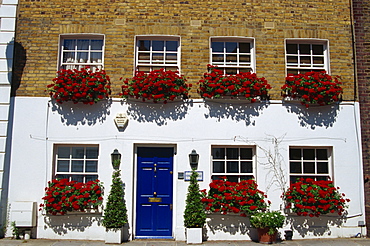 Terraced house with windowboxes of geraniums in Smith Terrace, London, England, United Kingdom, Europe